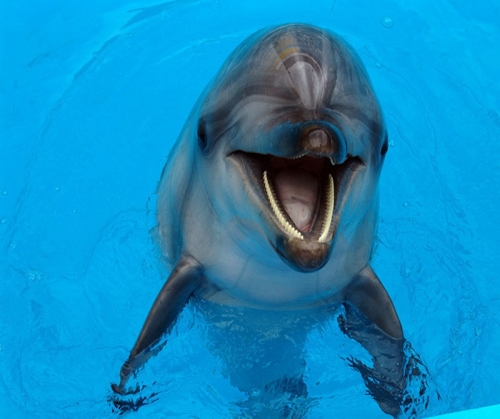 Дельфинарий Немо в Феодосии